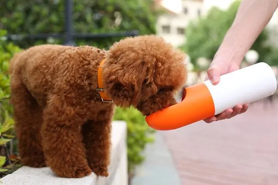 Instachew Rover Pet Travel Bottle