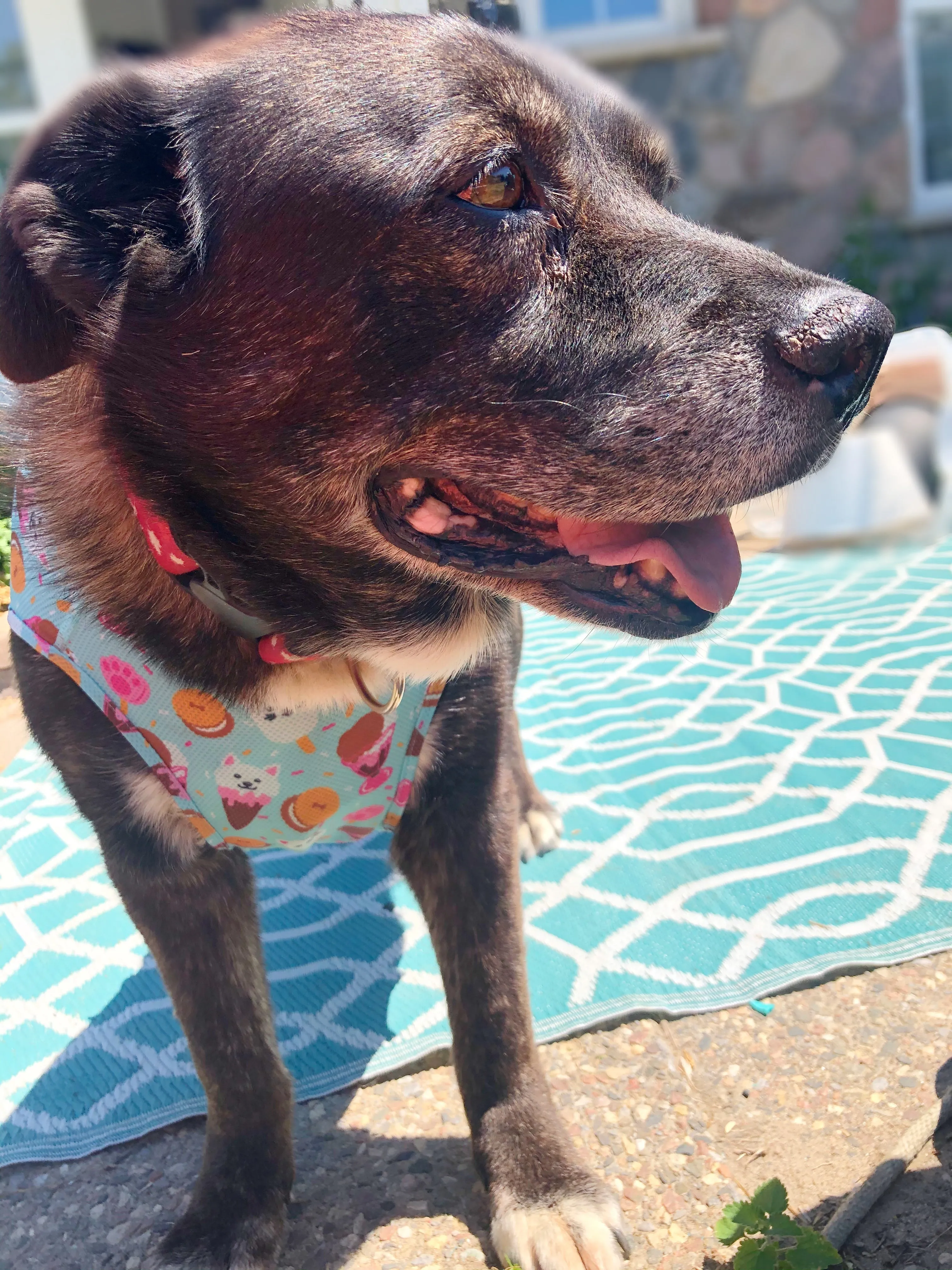 RC Pets Zephyr Vest Ice Cream Cooling Coat