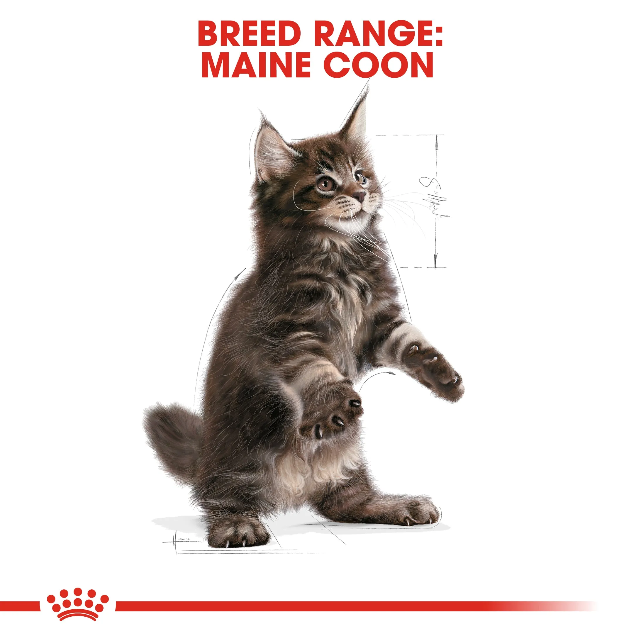 Royal Canin - Maine Coon - Kitten