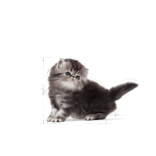 Royal Canin Persian Kitten Dry Food 2KG^^^